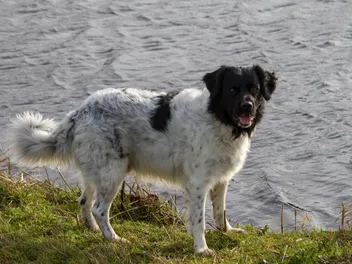 Frisian Water Dog Breed: Info, Pictures, Care & More
