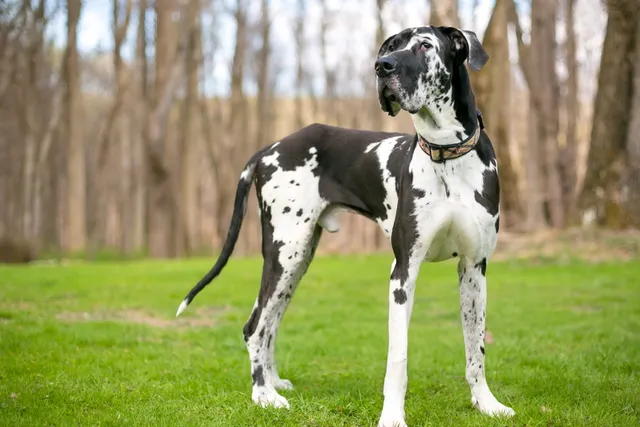 Harlequin Great Dane: Info, Pictures, Origin & History