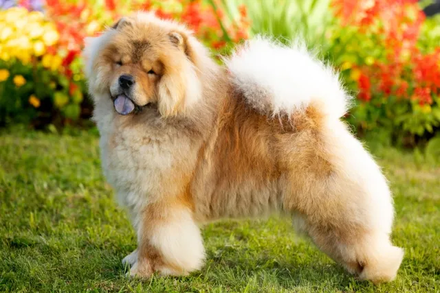 11 Types of Dog Coats & How to Care for Them