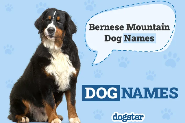 403 Bernese Mountain Dog Names: Ideas for Giant Cuddly Dogs