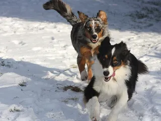 Is It True That Australian Shepherds Have Webbed Feet? Vet-Verified Facts