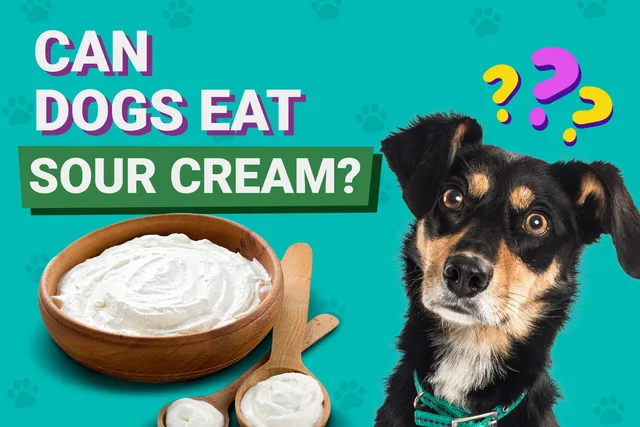 Can Dogs Eat Sour Cream? Vet-Approved Facts & FAQ