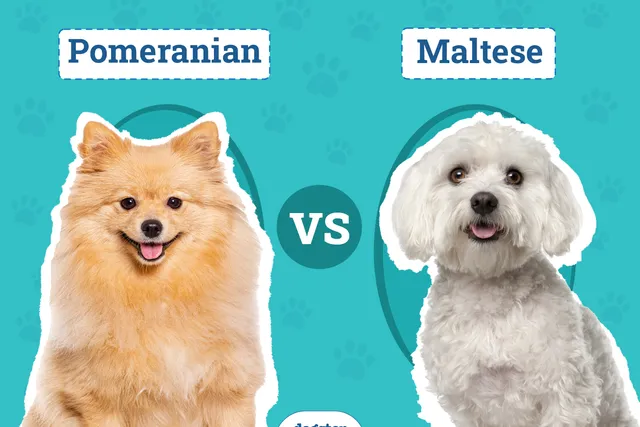 Pomeranian vs Maltese: Key Differences Explained (With Pictures)