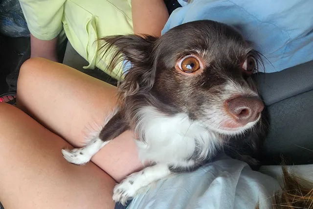 Penny the Passive Pooch: Addressing Chihuahua Stereotypes