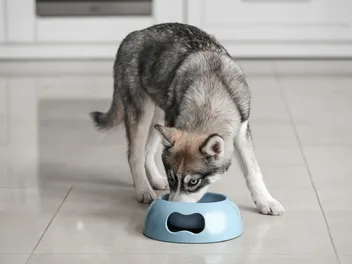 11 Best Wet Dog Food for Huskies in 2026 - Reviews & Top Picks