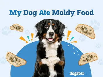 My Dog Ate Moldy Food: What Should I Do? Vet-Approved Facts & Signs Toxicity