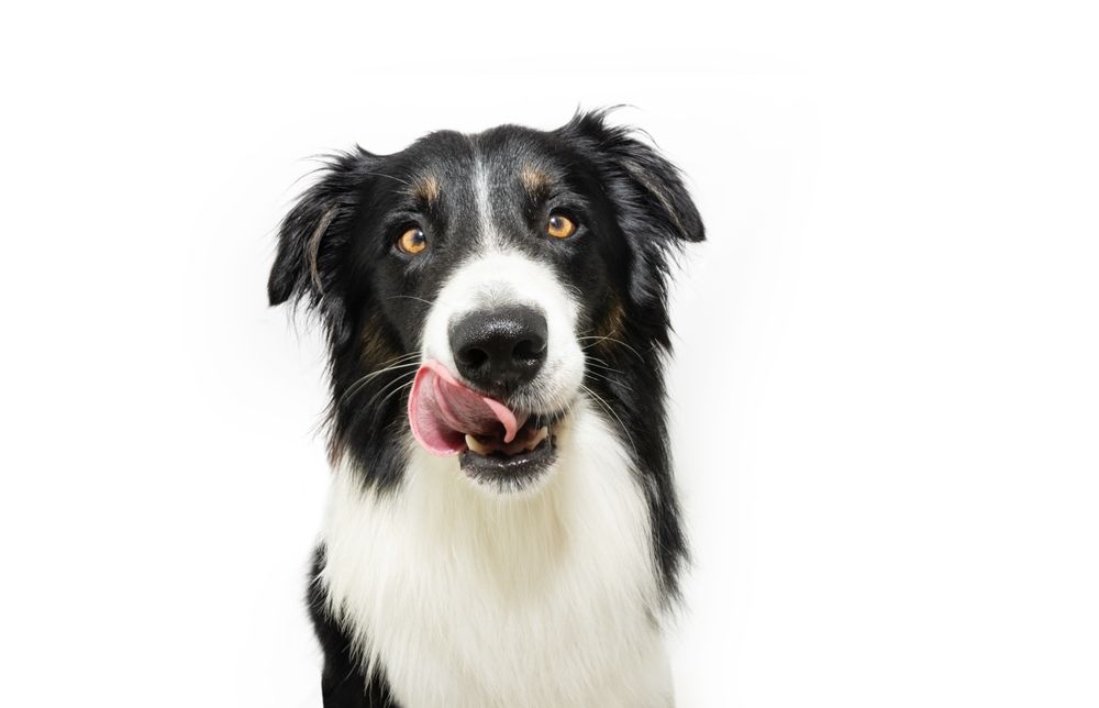 hungry border collie puppy dog licking its lips with tongue