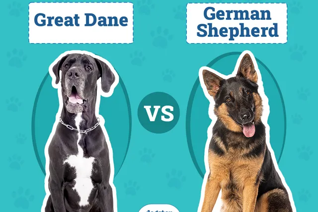Great Dane vs German Shepherd: Notable Differences (With Pictures)