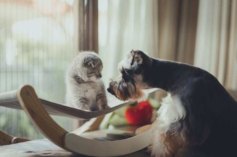 scottish fold cat and schnauzer dog