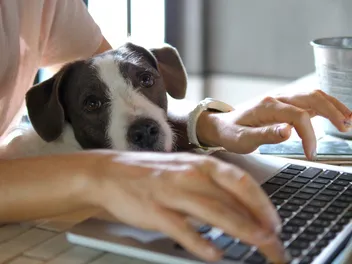15 Dog-Friendly Companies to Work for in 2026