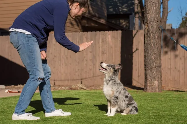 How to Train an Australian Shepherd: 8 Vet-Approved Tips