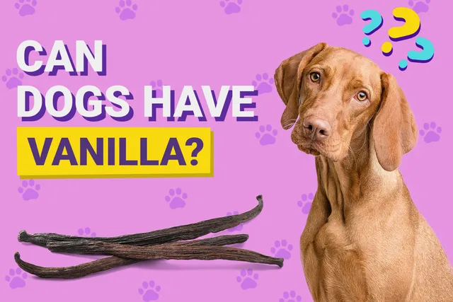 Can Dogs Have Vanilla? Vet-Verified Nutrition Facts & FAQ