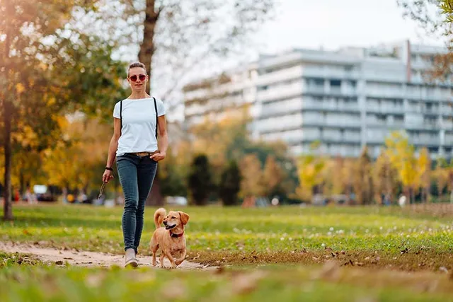 10 Off-Leash Dog Parks in San Jose, CA You Can Visit in 2026