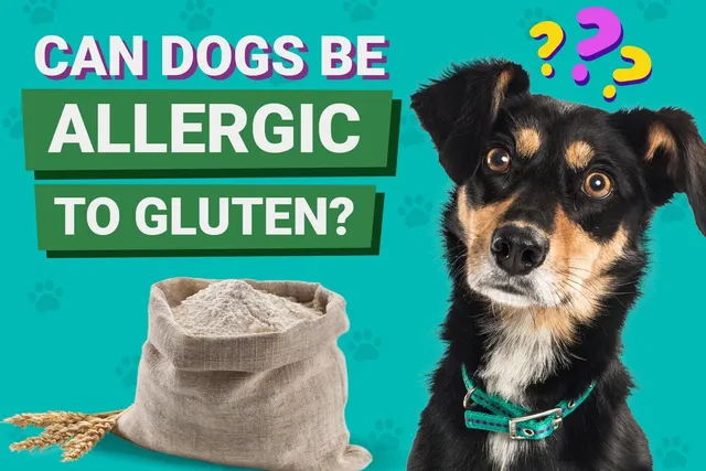 Can Dogs Be Allergic to Gluten? Vet-Verified Signs & Diagnosis