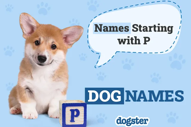 155 Dog Names Starting With P: Prodigious Names for Your Perfect Pup