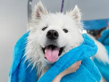 Samoyed Grooming: 6 Expert Tips (With Hairstyles)