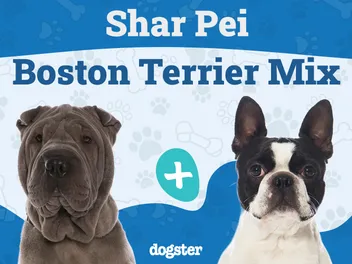 Sharbo (Boston Terrier & Shar-Pei Mix): Info, Pictures & Care Guide