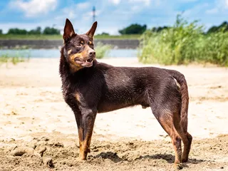 24 Herding Dog Breeds: Info, Pictures, History & Traits