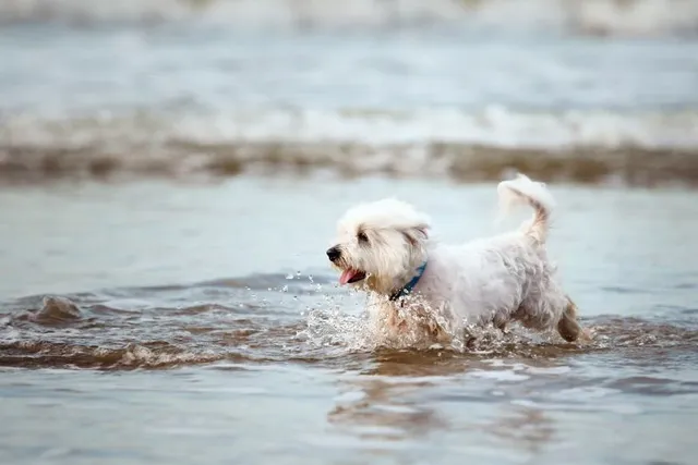 How Well Can a Maltese Swim? Vet-Verified Facts & Important Precautions