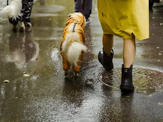 Do Dogs Need Raincoats? Vet-Verified Pros & Cons