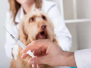 My Diabetic Dog’s Blood Sugar Is Still High After Insulin: Our Vet Explains What to Do