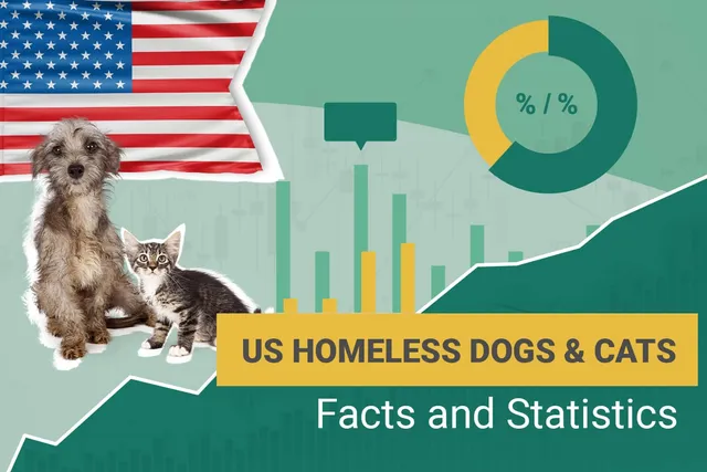 How Many Homeless Dogs & Cats Are There in the U.S.? 2026 Statistics & Facts