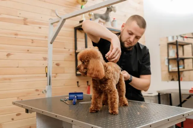 How to Start a Dog Grooming Business (2026 Guide)