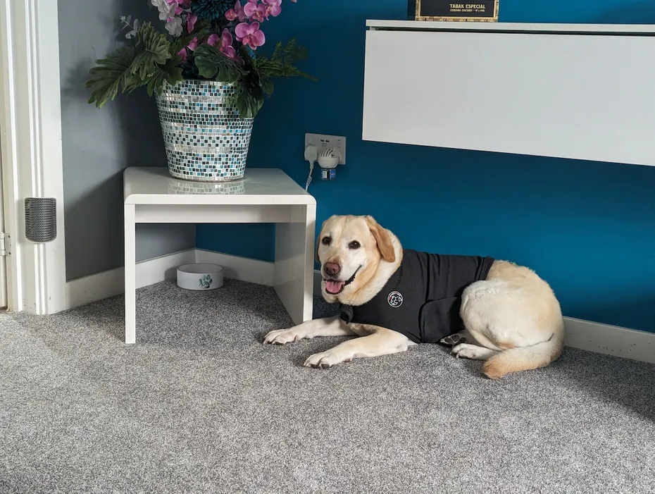 Bailey trying a thundershirt