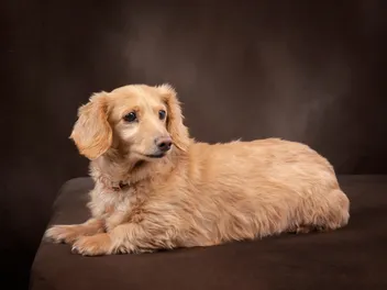 English Cream Dachshund: Info, Pictures, Origin & History
