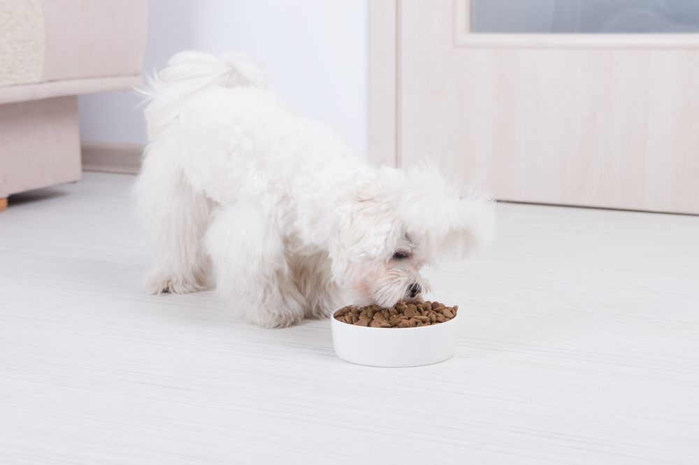 Maltese dog eating from a bowl