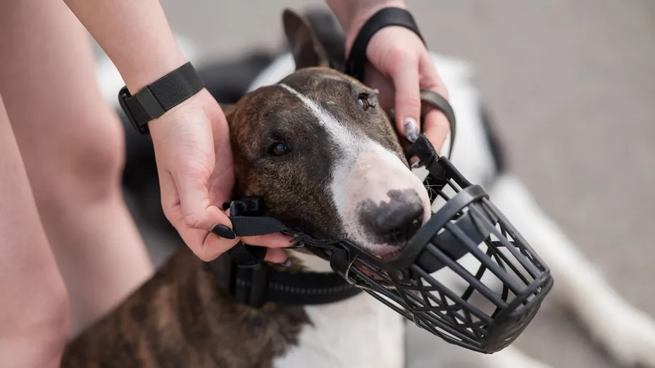 owner putting a muzzle to a dog