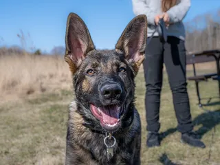 How to Adopt Retired Police Dogs: Overview & Helpful Tips