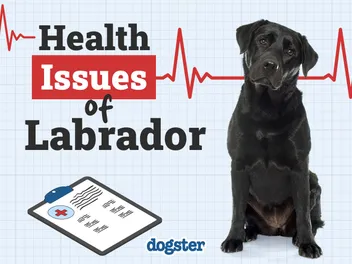 13 Common Labrador Health Issues to Look Out For: Vet-Verified Guide