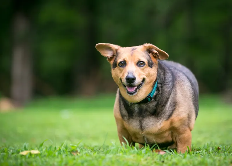 severely overweight Welsh Corgi mixed breed dog with floppy ears standing outdoors