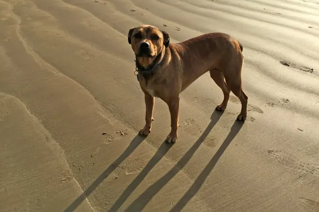 American Bandogge Mastiff Dog Breed: Info, Pictures & Care