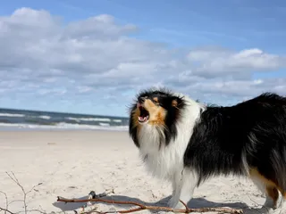 Top 5 Dog-Friendly Beaches in Connecticut: 2026 Guide