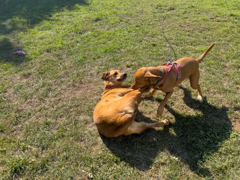 Hela and Lava playing outdoor