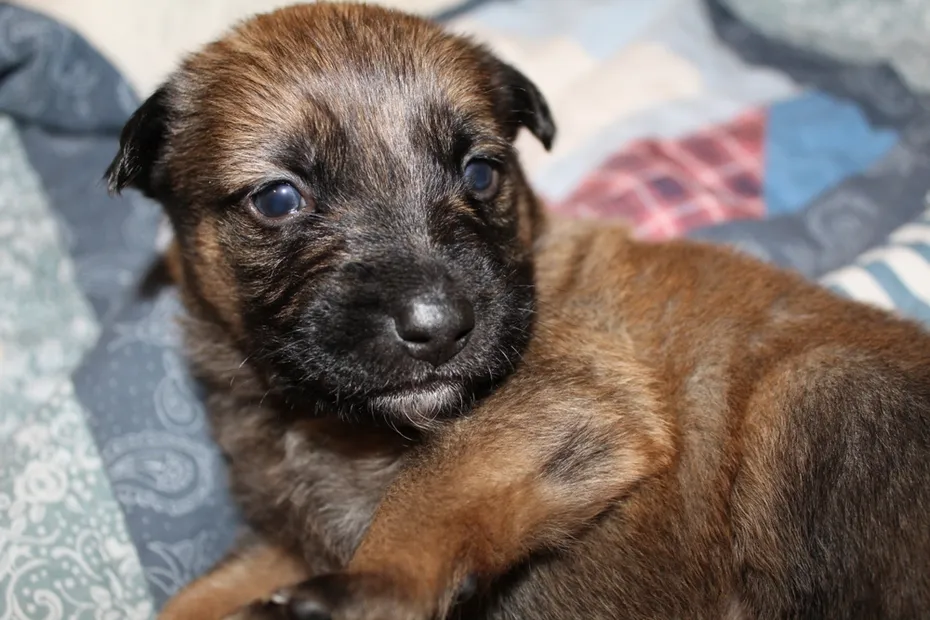 German shepherd lab puppy
