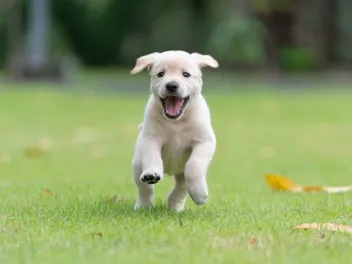 Puppy Developmental Stages: From Birth to Adulthood (Vet Reviewed)