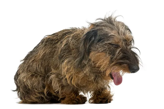 Kennel Cough in Dogs: Vet Reviewed Causes, Signs & Treatment