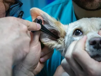 How Much Does Dog Ear Infection Medicine Cost? 2026 Update