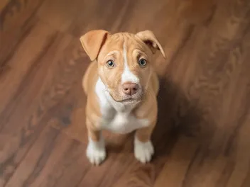 How To Train a Pitbull Puppy Not to Bite: 8 Vet-Approved Tips