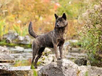 Kai Ken Dog Breed: Info, Pictures, Facts, & Traits