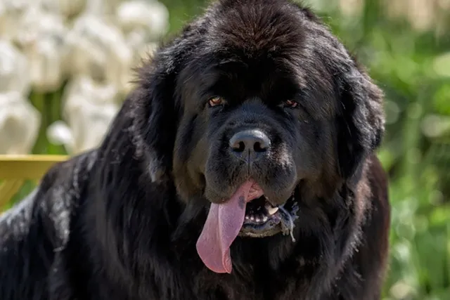 Do Newfoundland Dogs Drool a Lot? Vet-Verified Facts and Tips