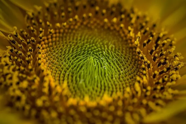 Can Dogs Be Allergic to Pollen? Our Vet Explains