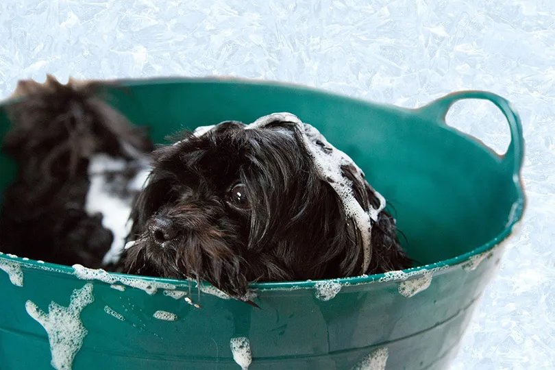 a black long haired dog having a bath