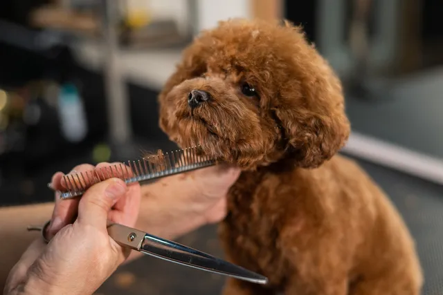 Poodle Grooming Styles: 7 Popular Poodle Cuts