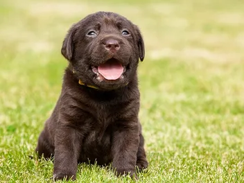Why Do Puppies Get Hiccups? 10 Possible Reasons & What to Do (Vet Answer)