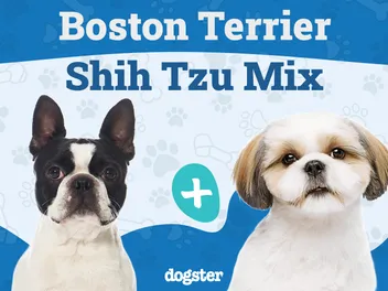BoShih (Boston Terrier & Shih Tzu Mix): Info, Pictures, Care & More