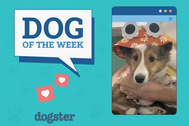 Dogster Photo Contest: Dogs of the Week Winners (May 1, 2025)